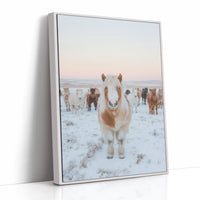 Fluffy Pony in Winter Herd
