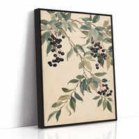Botanical Berry: Elderberry Vine