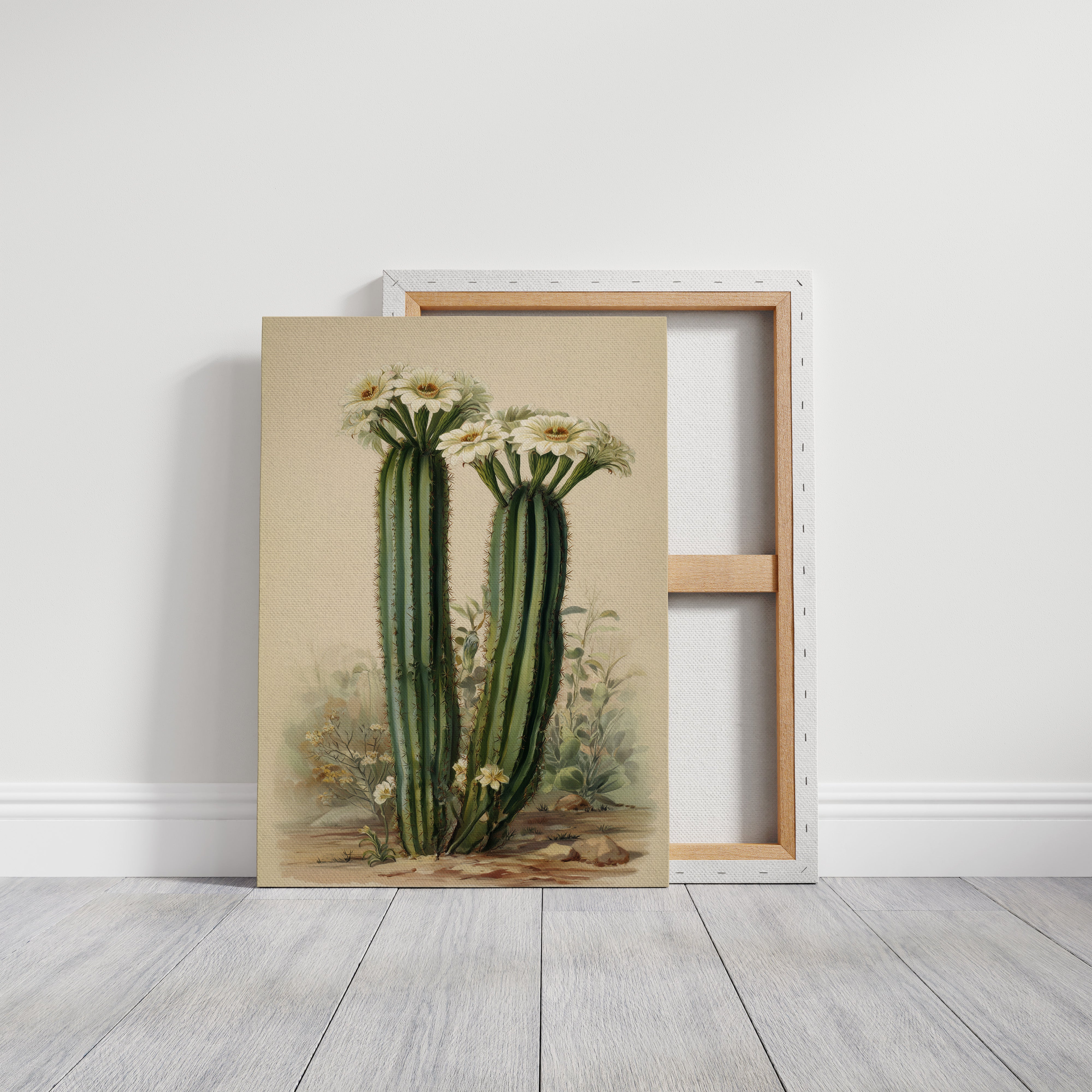 Saguaro Stories Light Desert Memories