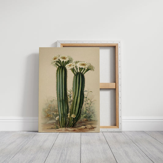 Saguaro Stories Light Desert Memories