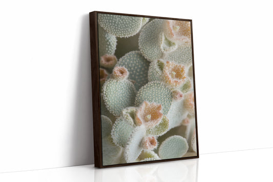 Soft Bloom on Fuzzy Desert Cactus