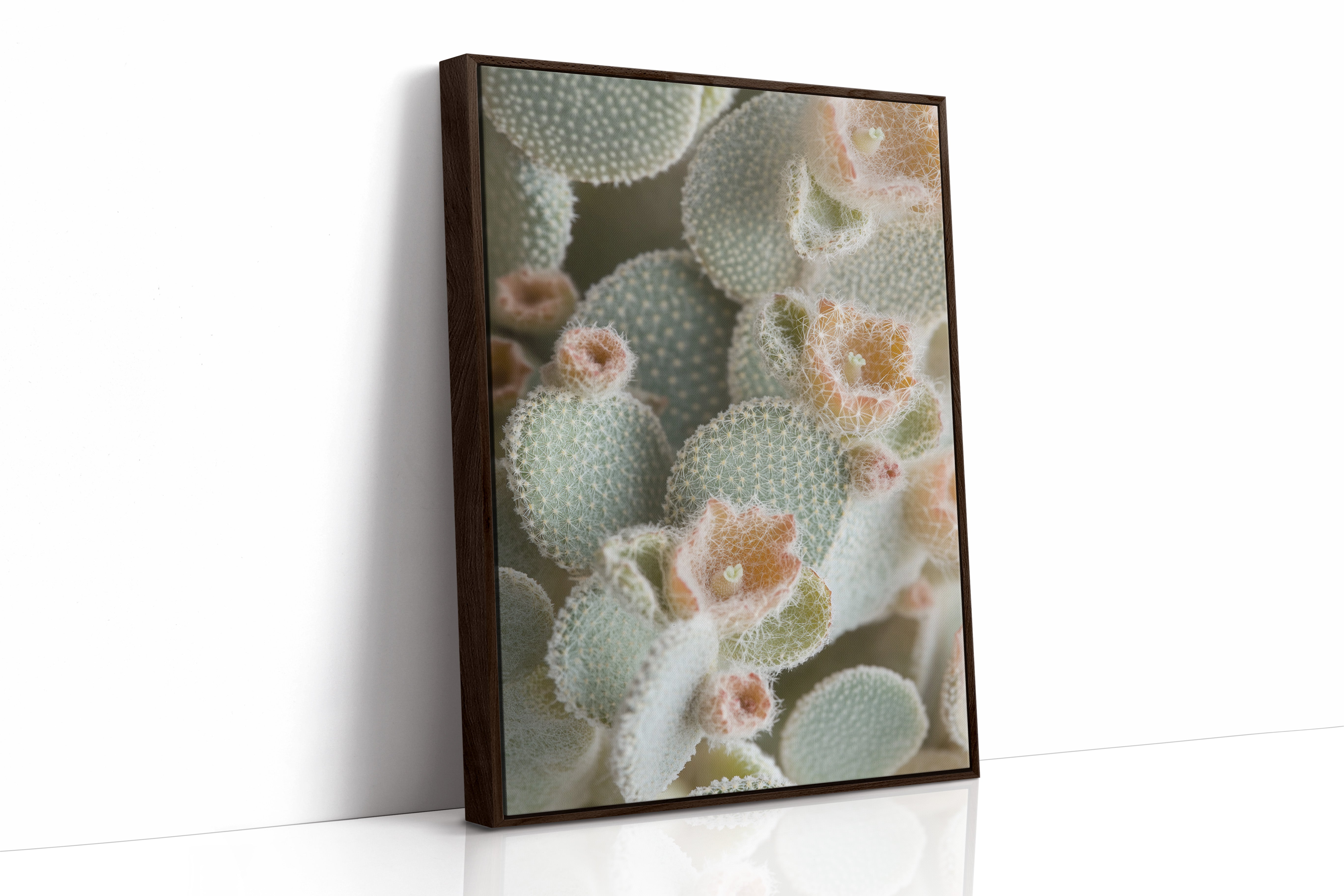 Soft Bloom on Fuzzy Desert Cactus