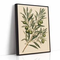 Olive Branch Botanical Study