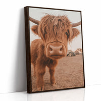 Sweet Stare from the Highland Pasture