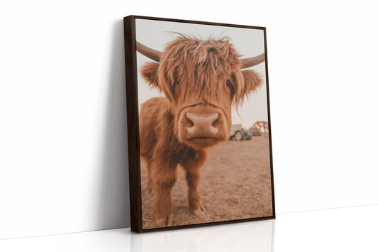 Sweet Stare from the Highland Pasture