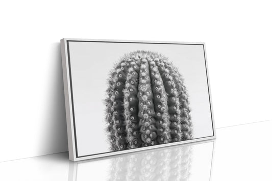 Spines Dance In Silver Light