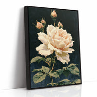 Peach Rose in Midnight