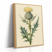 Thistle In Fine Botanical Detail