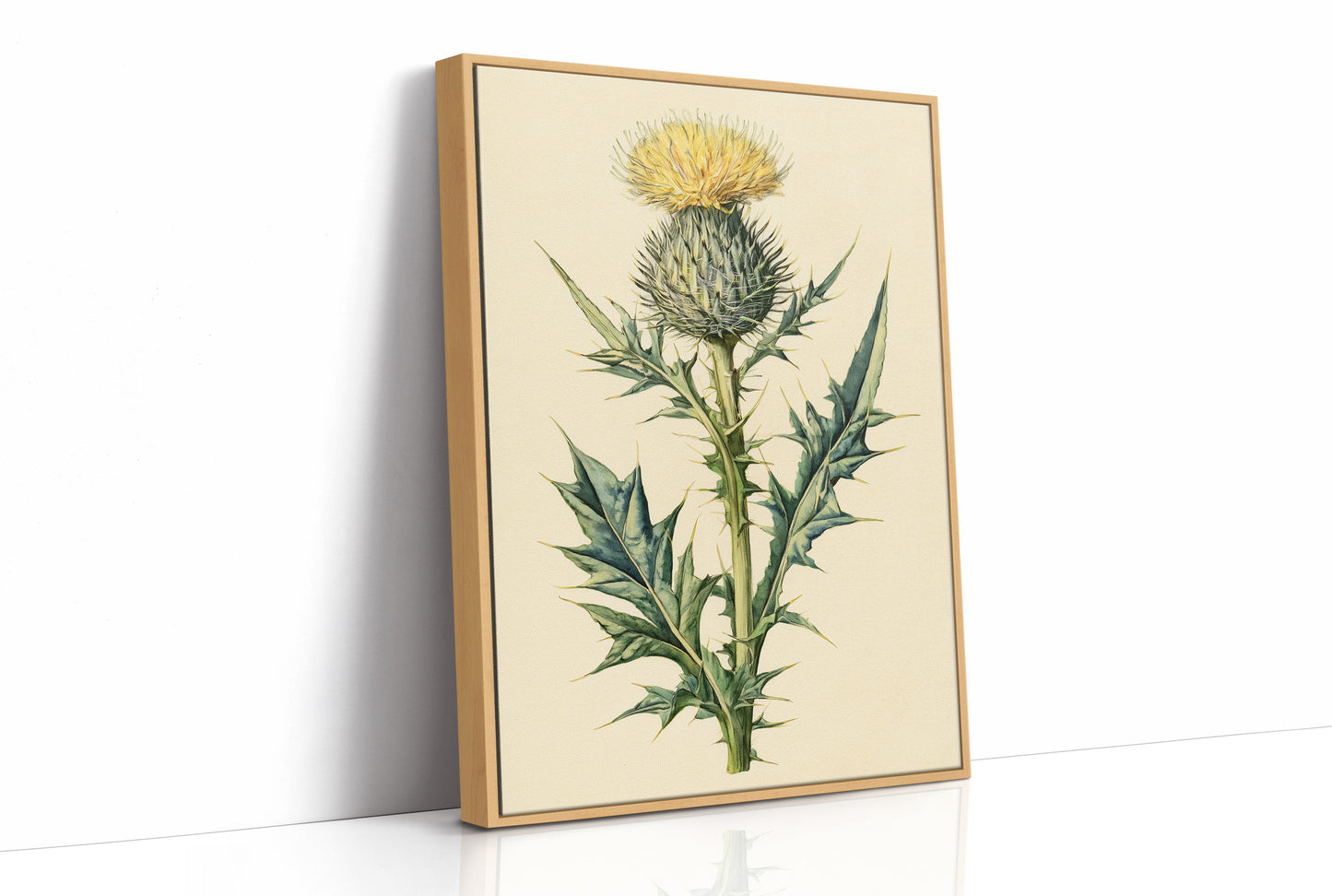 Thistle In Fine Botanical Detail