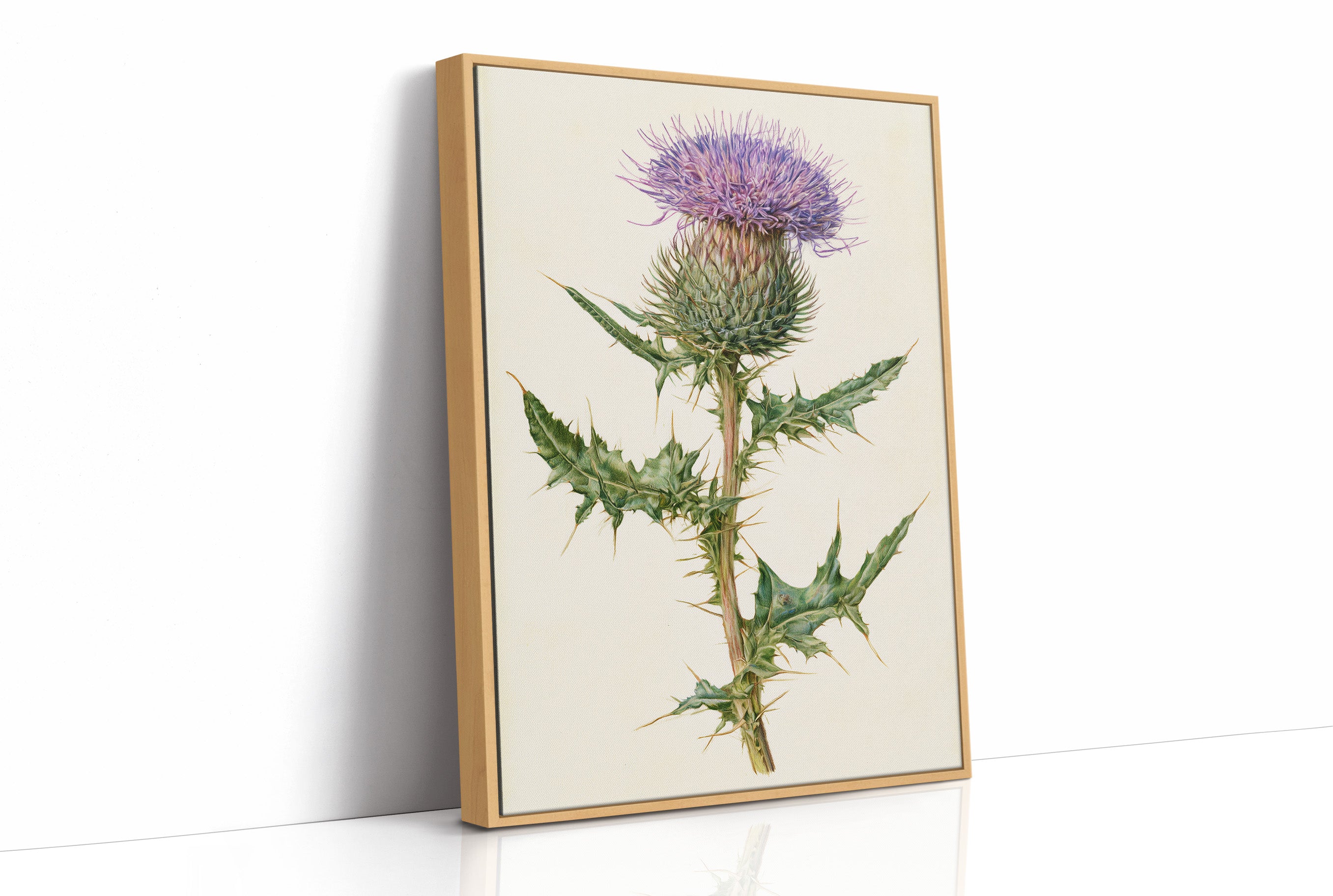 Purple Thistle In Fine Detail