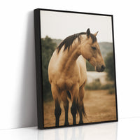 Buckskin Beauty in the Evening Light