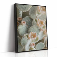 Soft Bloom on Fuzzy Desert Cactus