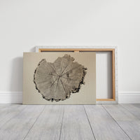 Timber Tales of Time