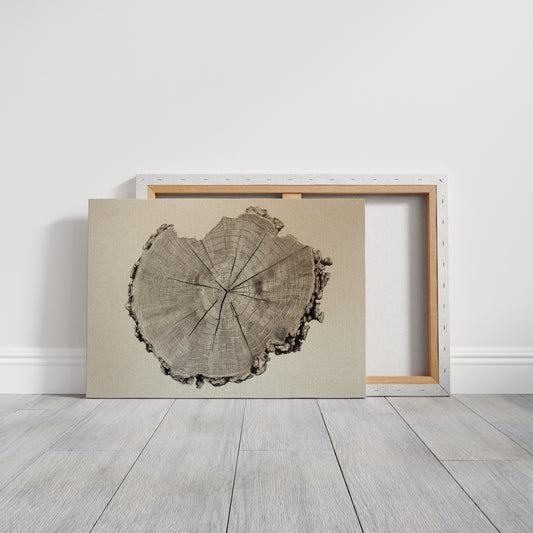 Timber Tales of Time