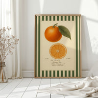 Vintage Orange Slice Botanical Study