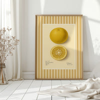 Florida Grapefruit Vintage Botanical Art