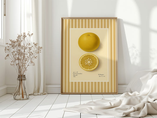 Florida Grapefruit Vintage Botanical Art