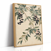 Botanical Berry: Elderberry Vine