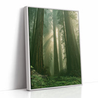 Sunbeams Through Redwood Forest