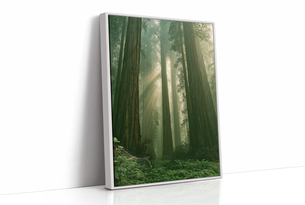 Sunbeams Through Redwood Forest