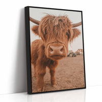 Sweet Stare from the Highland Pasture