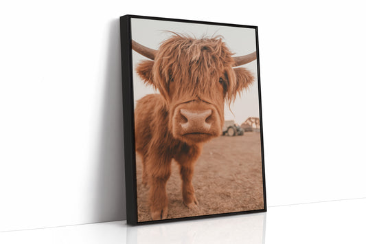 Sweet Stare from the Highland Pasture
