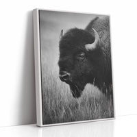 Eyes of the Prairie