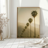 Desert Palms at Dusk