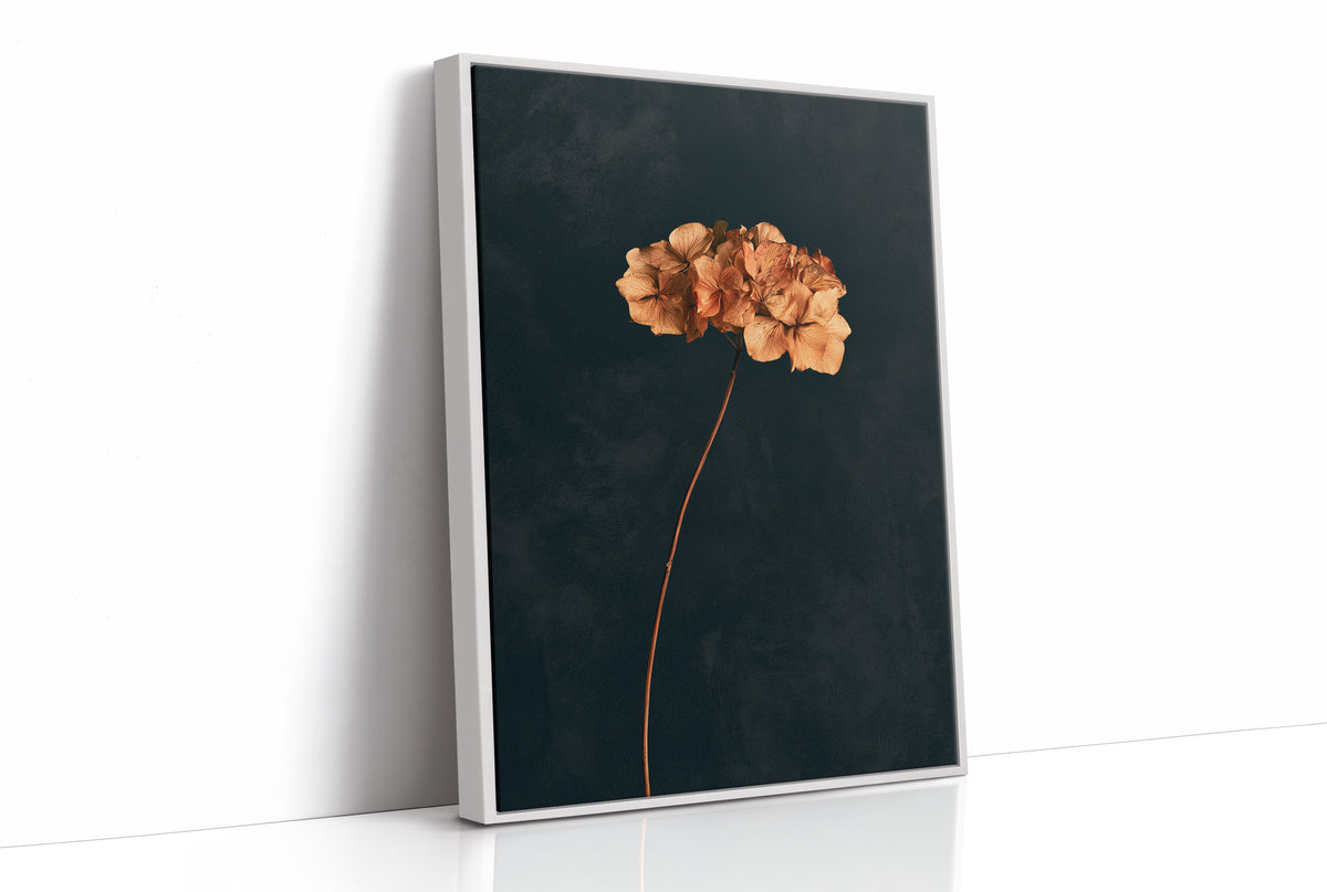 Dried Hydrangea Dark Still Life