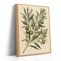 Olive Branch Botanical Study