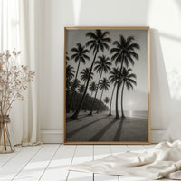 Palm Shadows at Sunrise