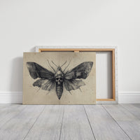 Moth's Lament Over Forgotten Tales