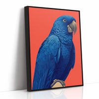 Cobalt Macaw Portrait