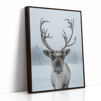 December's Gentle Northern Prince