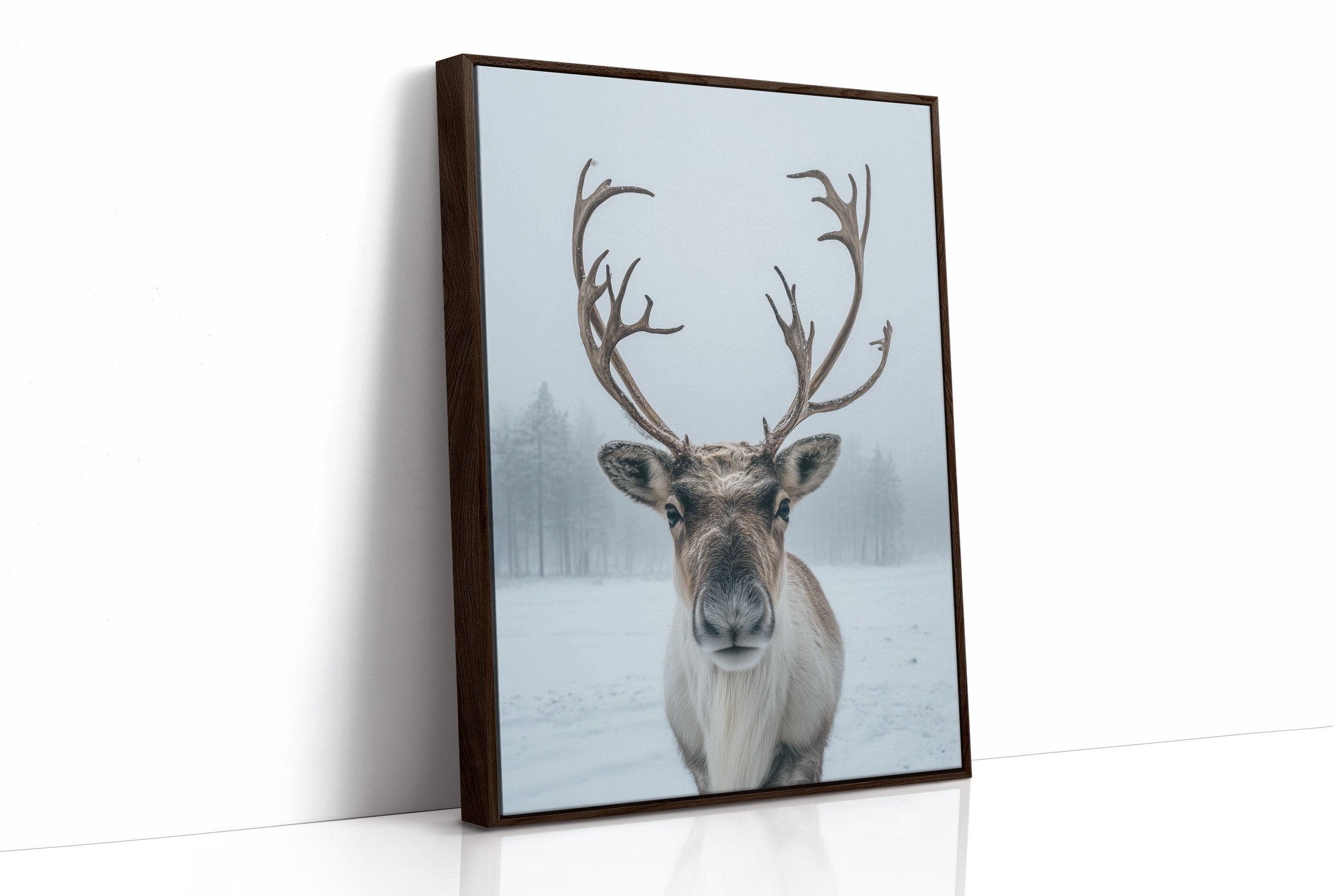 December's Gentle Northern Prince