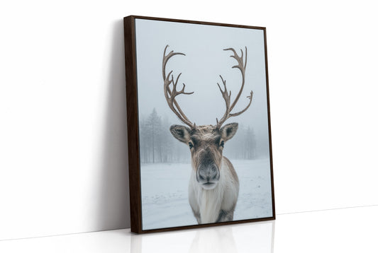 December's Gentle Northern Prince