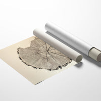Timber Tales of Time