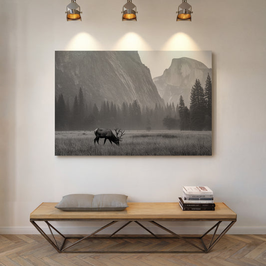 Lone Elk Graces Valley Floor