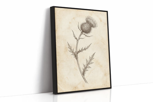 Thistle Study — Vintage Pen and Ink Botanical Print
