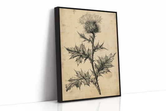 Thistle Study — Heavy Crosshatch Botanical Engraving