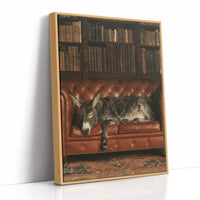 Donkey's Library Nap