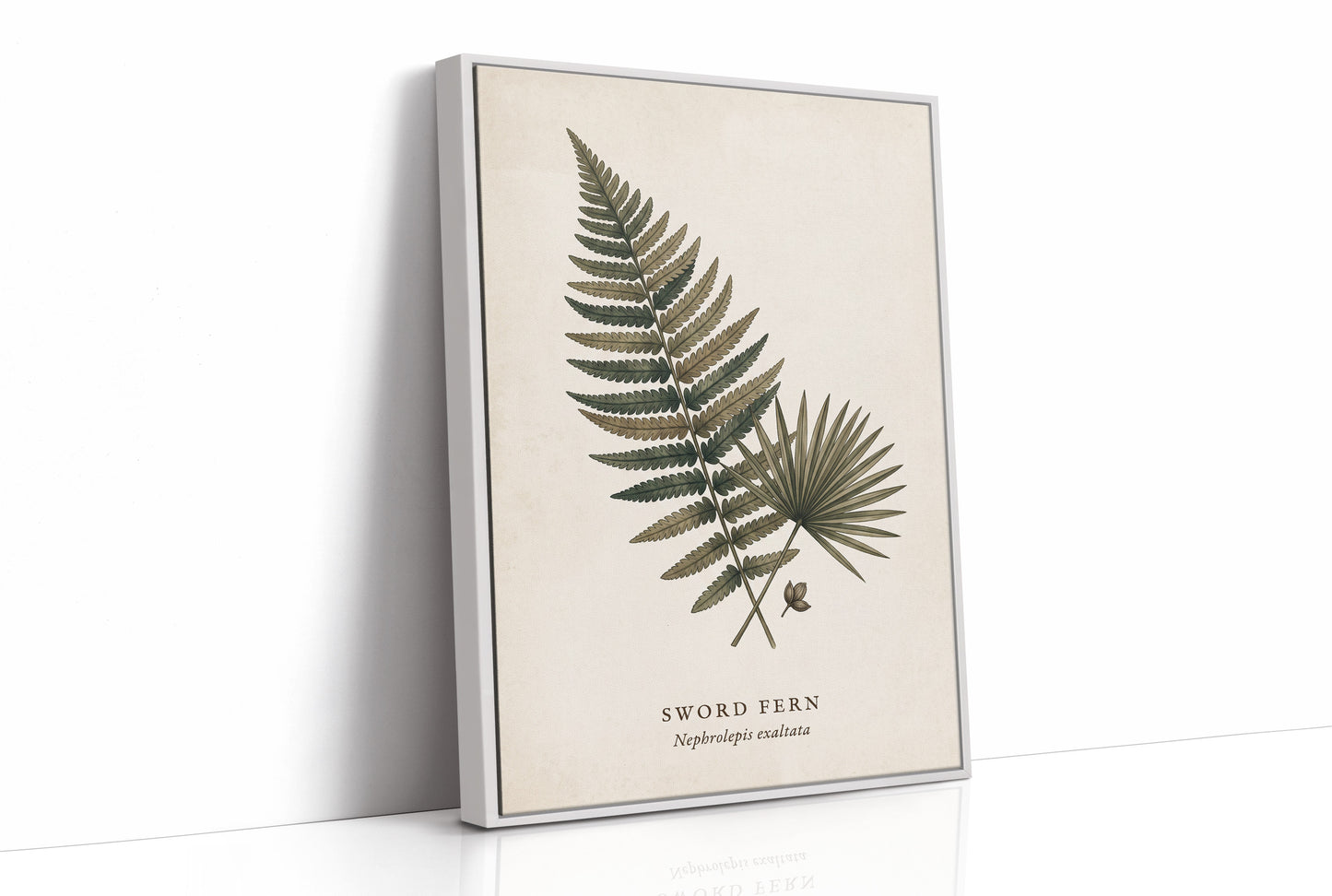 Vintage Herbarium