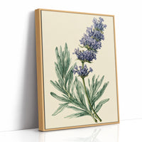 Sprig of Lavender Study