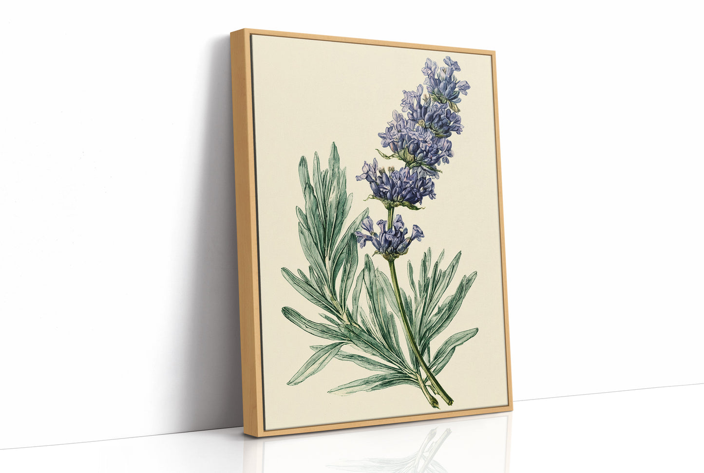 Sprig of Lavender Study