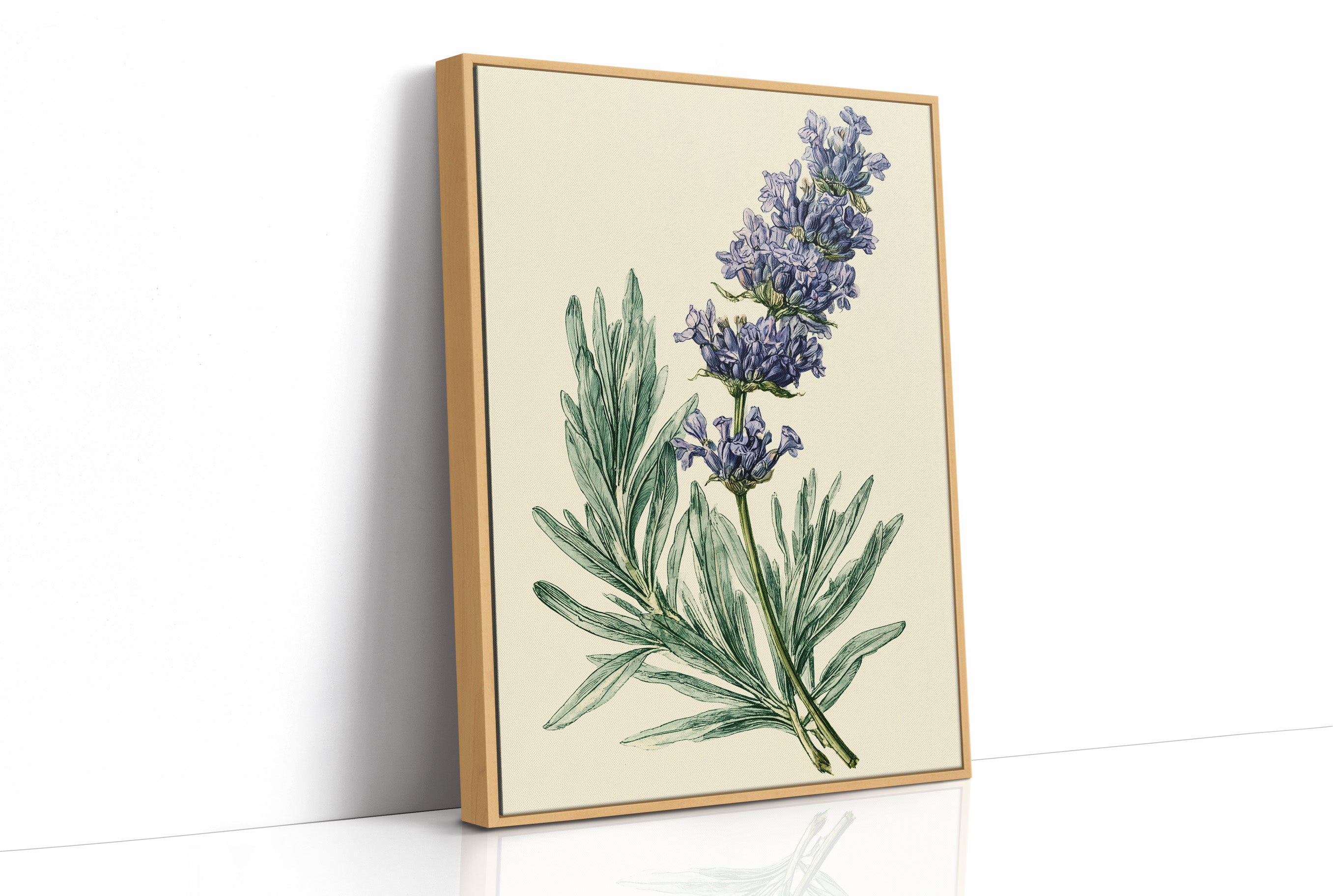 Sprig of Lavender Study