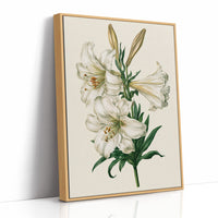 Trumpet of Spring: White Lily Study