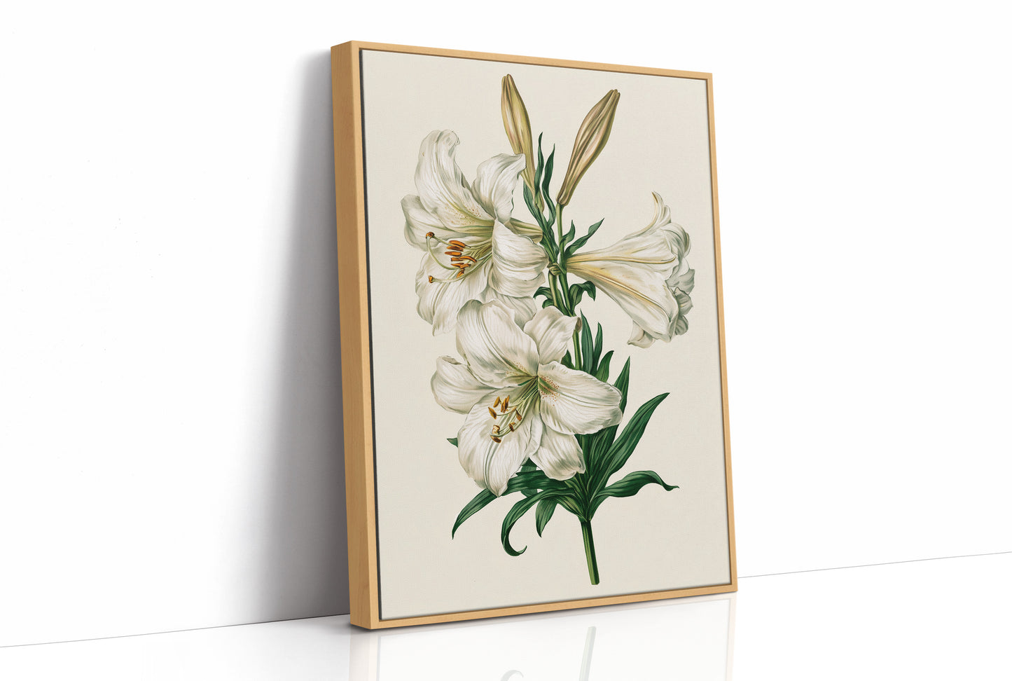 Trumpet of Spring: White Lily Study