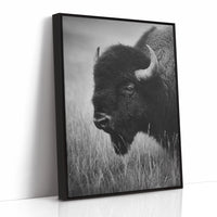 Eyes of the Prairie