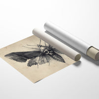 Moth's Lament Over Forgotten Tales