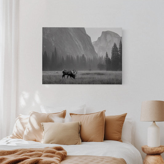 Lone Elk Graces Valley Floor